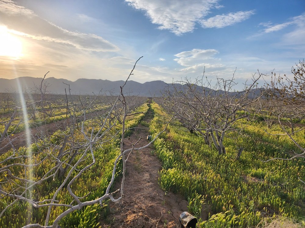 A pistachio farm in early spring. The trees look bare but have small shoots. the land is green under the trees because of irrigation and there are mountains in the background, with a sunny sky and some clouds. The climate looks semi-arid.